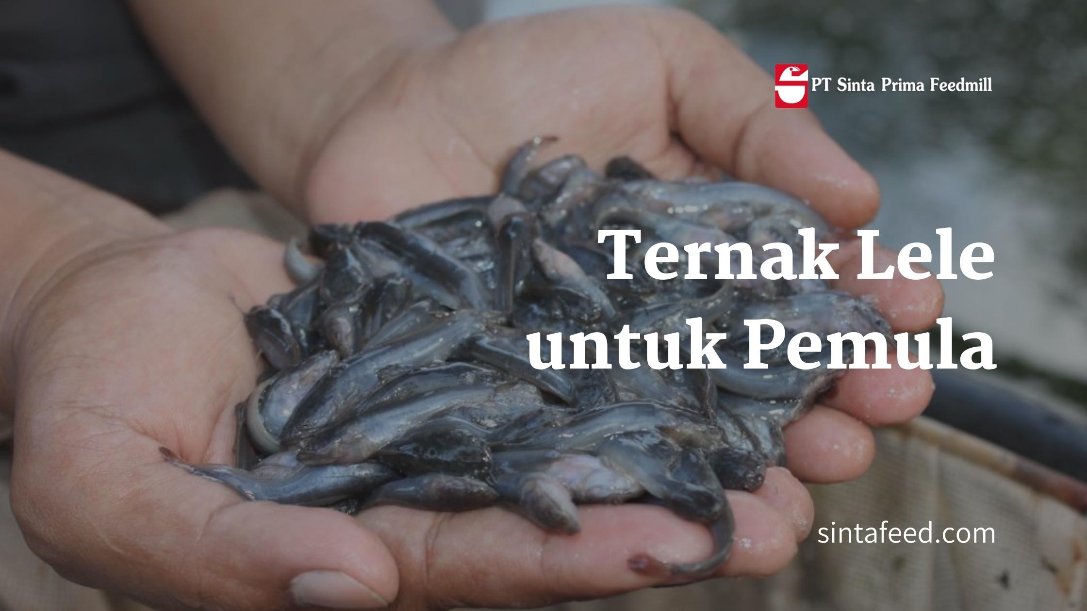 ternak-lele