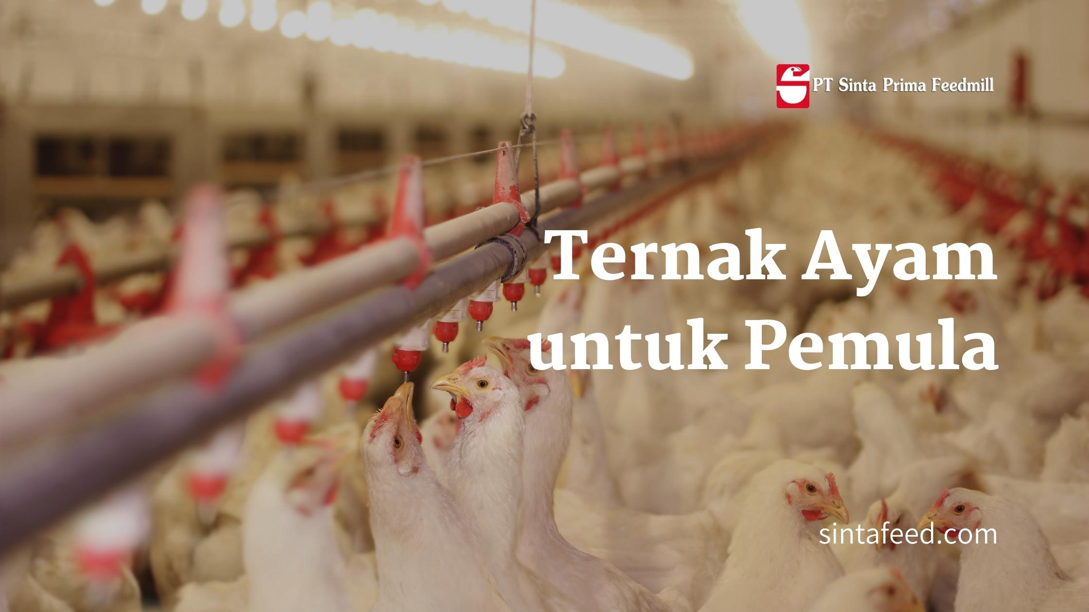 ternak-ayam-untuk-pemula